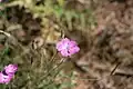 Dianthus strictus • میخک افراشته