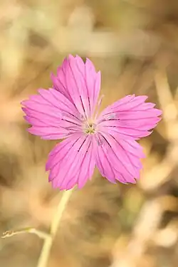Dianthus strictus • میخک افراشته