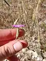 Dianthus strictus • میخک افراشته