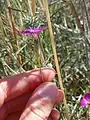 Dianthus strictus • میخک افراشته