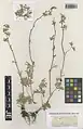 Delphinium quercetorum • زبانپسقفای بلوطستانی