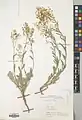Alyssum saxatile • سبد طلا