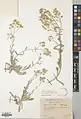 Alyssum saxatile • سبد طلا