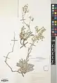 Alyssum saxatile • سبد طلا