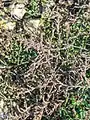 Amaranthus albus • تاجخروس سفید