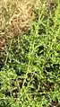 Amaranthus albus • تاجخروس سفید