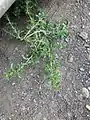 Amaranthus albus • تاجخروس سفید