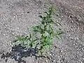Amaranthus albus • تاجخروس سفید