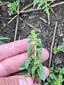 Amaranthus albus • تاجخروس سفید