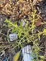Amaranthus albus • تاجخروس سفید