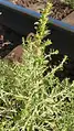 Amaranthus albus • تاجخروس سفید