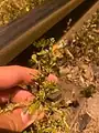 Amaranthus albus • تاجخروس سفید