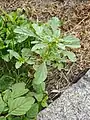 Amaranthus albus • تاجخروس سفید