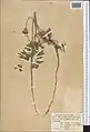 Onobrychis pulchella • اسپرس زیبا