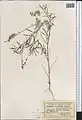 Onobrychis pulchella • اسپرس زیبا