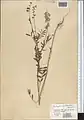 Onobrychis pulchella • اسپرس زیبا