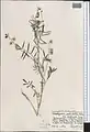 Onobrychis pulchella • اسپرس زیبا
