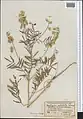 Onobrychis pulchella • اسپرس زیبا