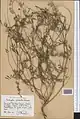 Onobrychis pulchella • اسپرس زیبا
