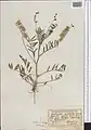 Onobrychis pulchella • اسپرس زیبا