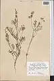 Onobrychis pulchella • اسپرس زیبا
