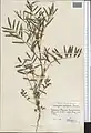 Onobrychis pulchella • اسپرس زیبا
