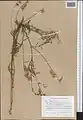 Onobrychis pulchella • اسپرس زیبا