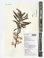 Salix zygostemon • بید شمیرانی