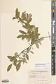 Salix zygostemon • بید شمیرانی