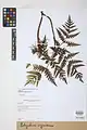 Botrychium virginianum • سرخس مارزنگی