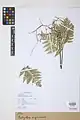 Botrychium virginianum • سرخس مارزنگی