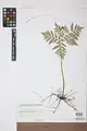 Botrychium virginianum • سرخس مارزنگی
