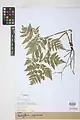 Botrychium virginianum • سرخس مارزنگی