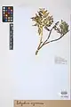 Botrychium virginianum • سرخس مارزنگی