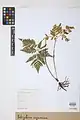 Botrychium virginianum • سرخس مارزنگی