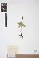 Botrychium virginianum • سرخس مارزنگی