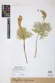 Botrychium virginianum • سرخس مارزنگی