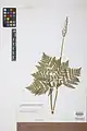 Botrychium virginianum • سرخس مارزنگی