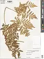 Botrychium virginianum • سرخس مارزنگی
