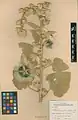 Alcea angulata • ختمی گوشه‌دار