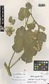 Alcea angulata • ختمی گوشه‌دار