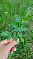 Thalictrum simplex • برگ سدابی پلوری