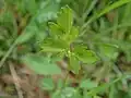 Thalictrum simplex • برگ سدابی پلوری