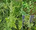 Thalictrum simplex • برگ سدابی پلوری