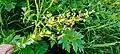 Thalictrum simplex • برگ سدابی پلوری