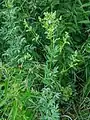 Thalictrum simplex • برگ سدابی پلوری