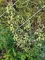 Thalictrum simplex • برگ سدابی پلوری