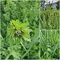 Thalictrum simplex • برگ سدابی پلوری
