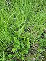 Thalictrum simplex • برگ سدابی پلوری