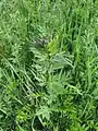 Thalictrum simplex • برگ سدابی پلوری
